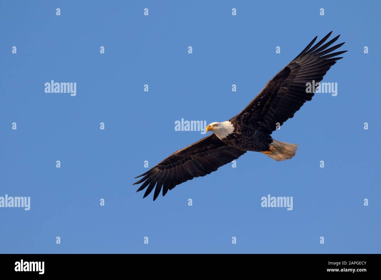 Bald eagle (Haliaeetus leucocephalus) adult soaring in blue sky, Saylorville , Iowa, USA Stock Photo