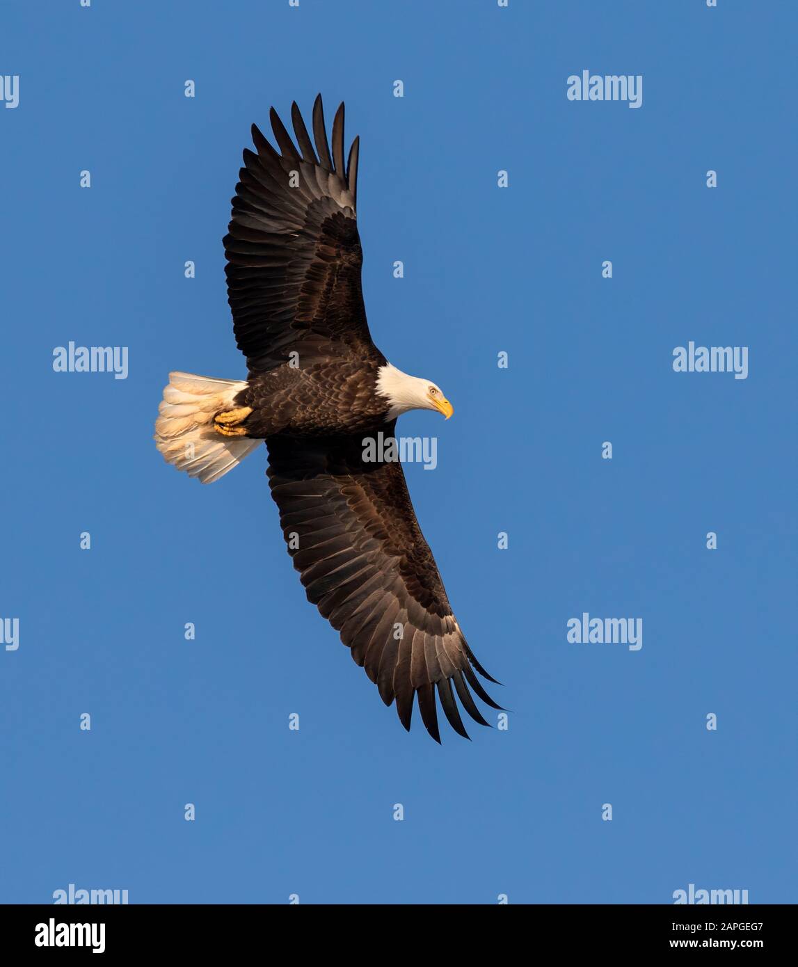 Bald eagle (Haliaeetus leucocephalus) adult soaring in blue sky, Saylorville , Iowa, USA Stock Photo
