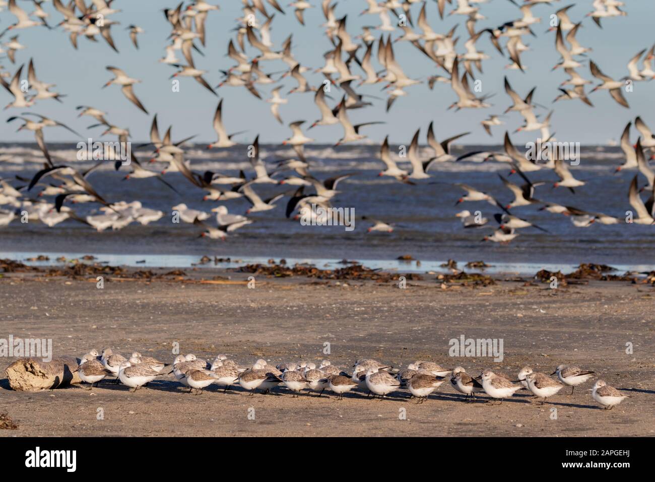 Sanderlings (Calidris alba) hiding from strong wind behind a piece of drift wood at the ocean beach, Galveston, Texas, USA Stock Photo