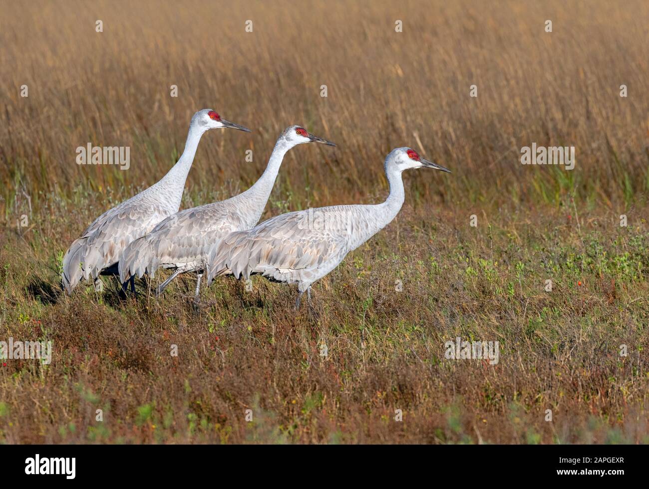 Sandhill cranes (Antigone canadensis) on a wet meadow, Galveston, Texas, USA. Stock Photo
