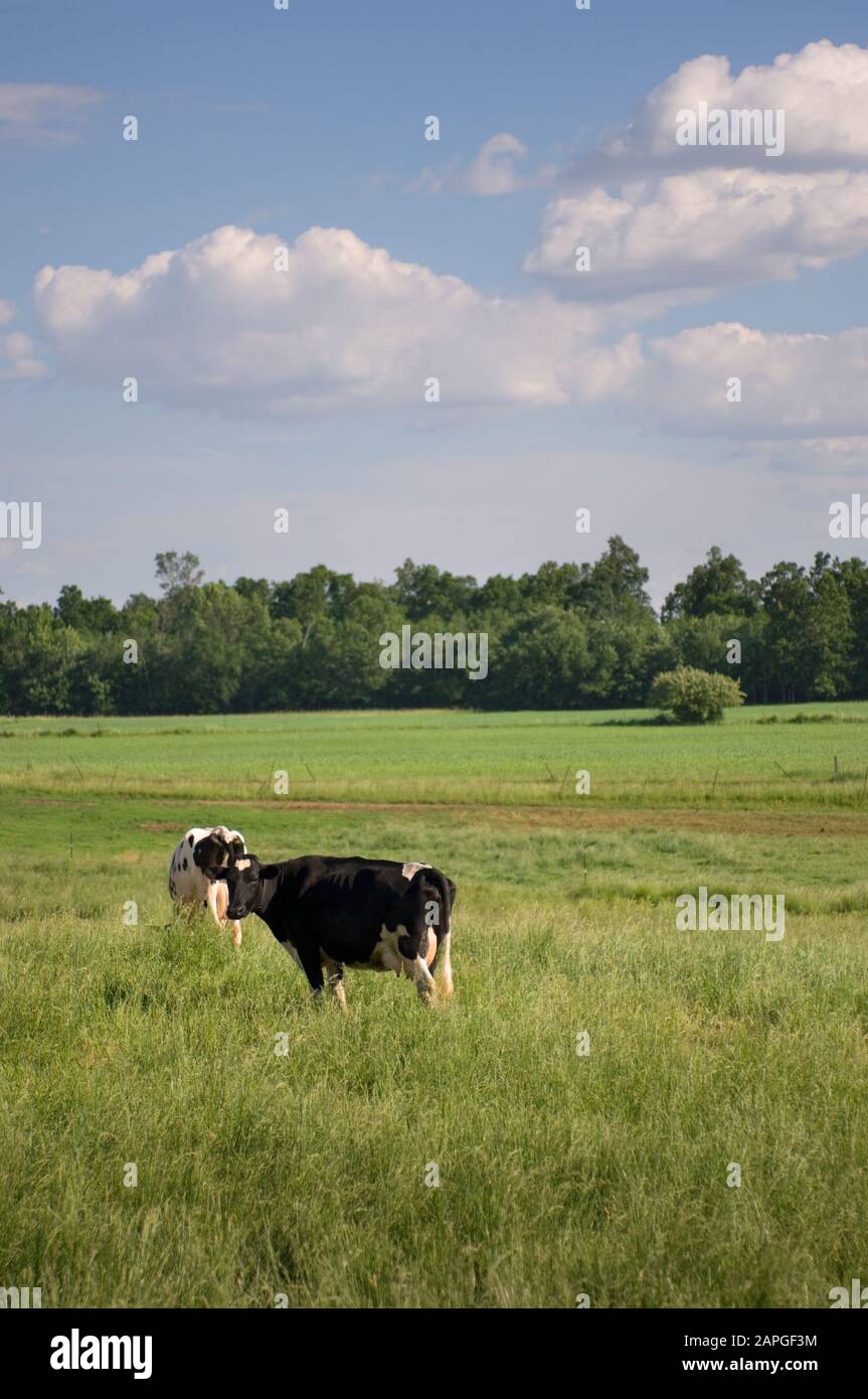 Vertical picture of cows in a field surrounded by grass and trees under ...