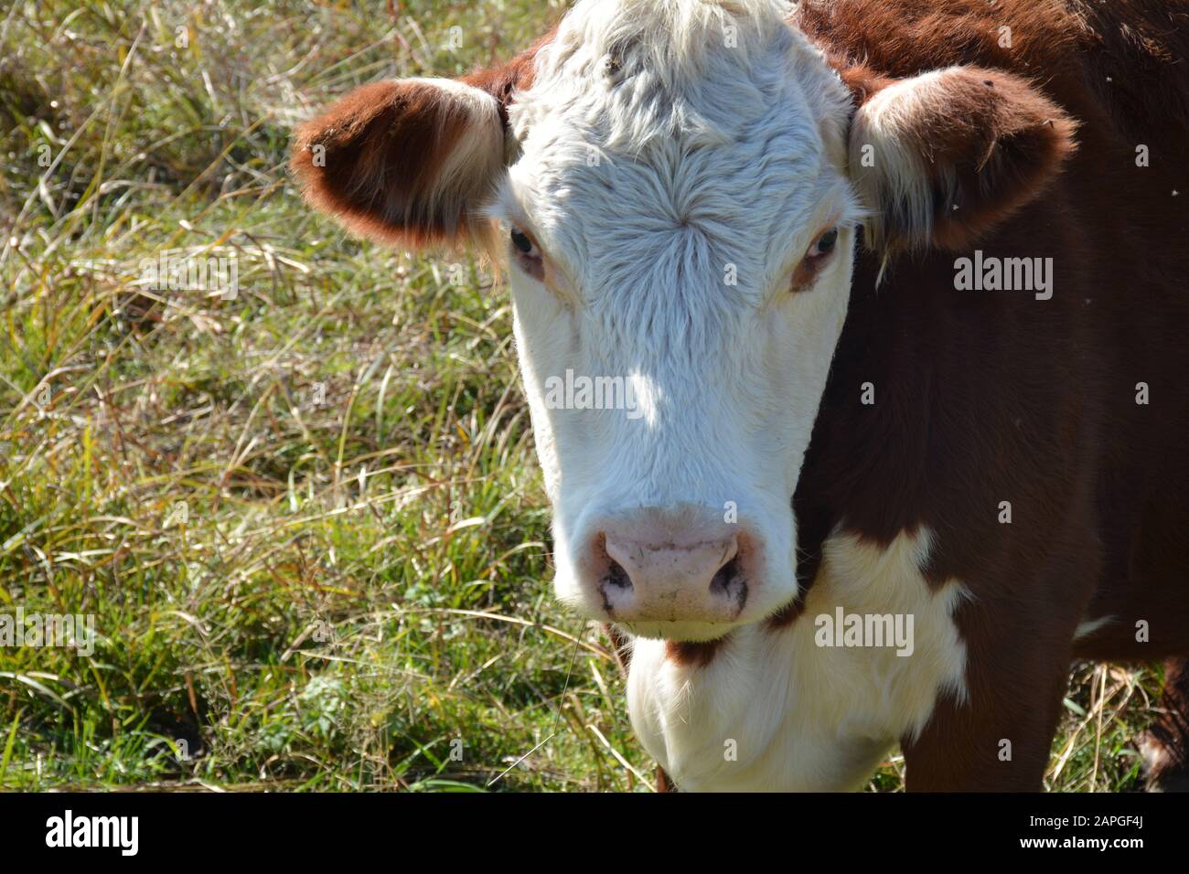 Cattle closeup on farm hi-res stock photography and images - Alamy