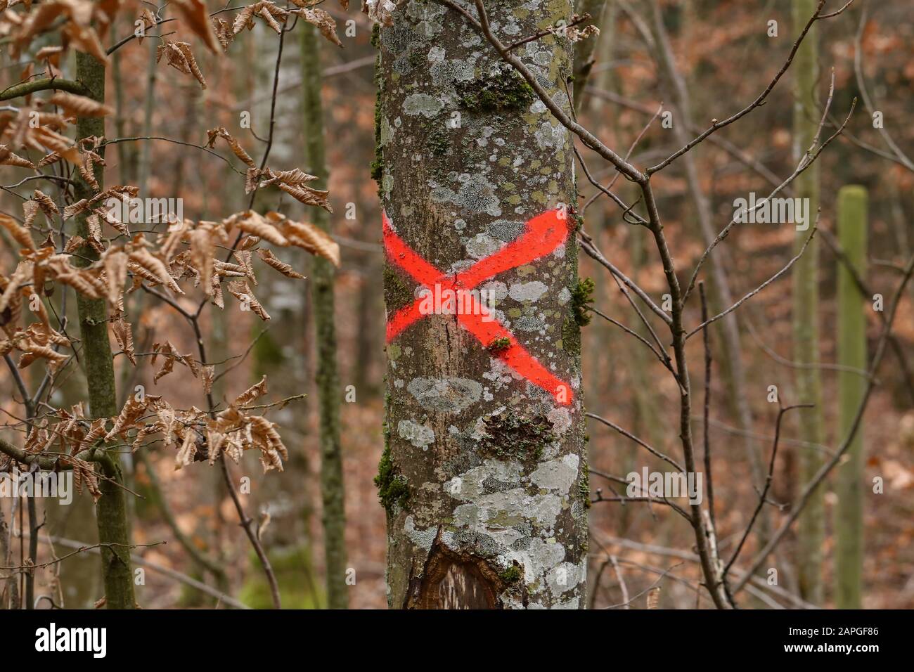 Tree in forest marked with red X to be cut down Stock Photo