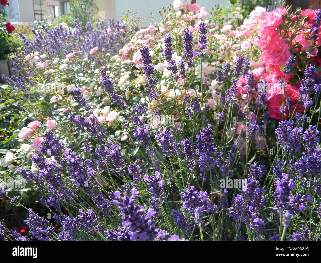 Rosa The Fairs, China Rose, garden with various ground cover roses and lavender, bee-friendly, Summer Stock Photo