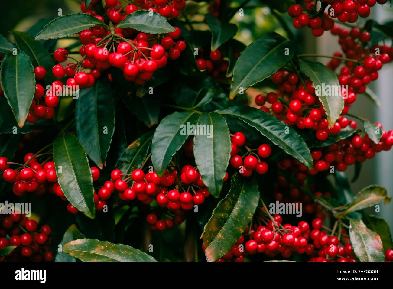 Red fruits of ardisia crenata or coral berrie in Japanese winter / Christmas berry Stock Photo