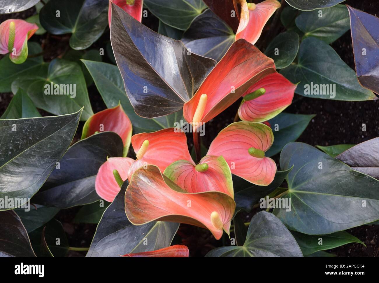 Beautiful Light Red And Green Pattern On Anthurium Rainbow Champion Tropical Plant Stock Photo Alamy