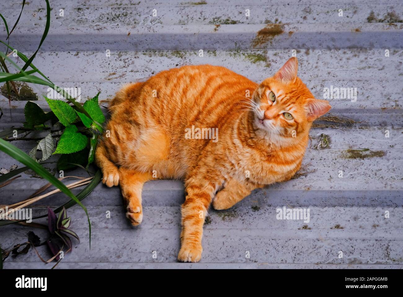cat lying  on the floor / ginger cat beautiful Stock Photo