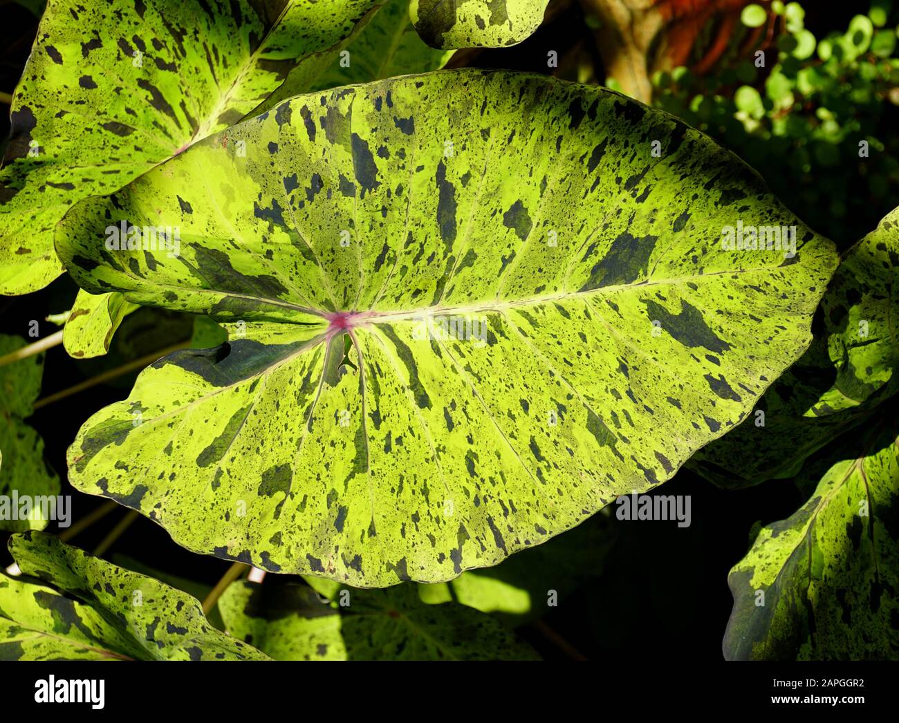 Beautiful green pattern on Mojito Elephant Ear Plant Colocasia Stock