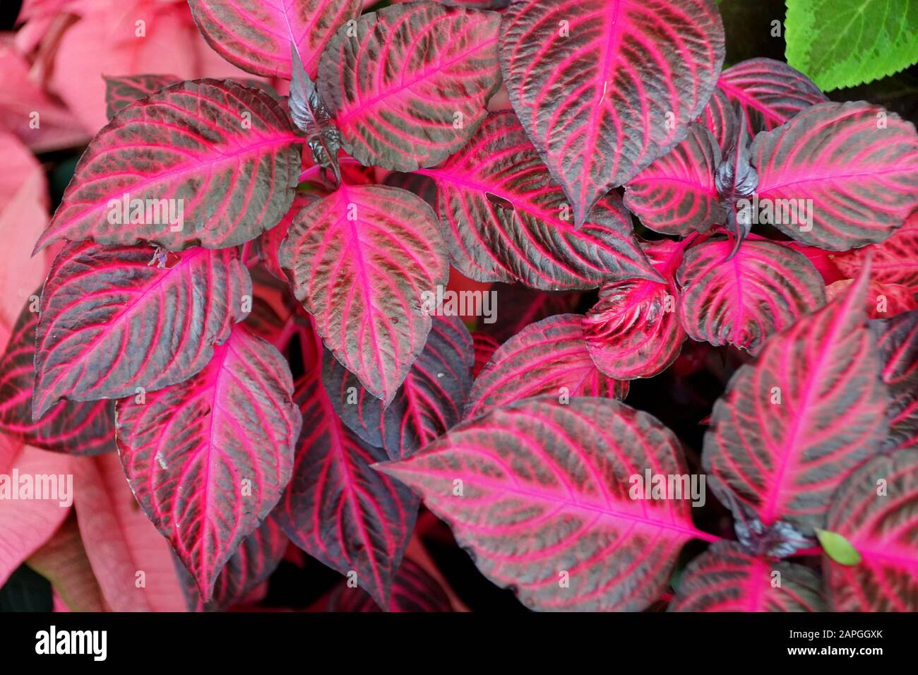 Blood On The Leaves Tree