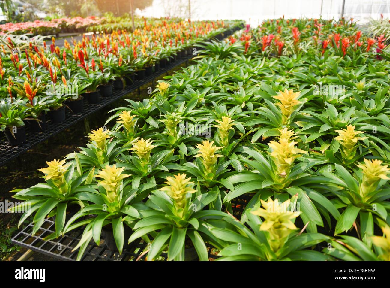 Bromeliad flower nursery farm ornamental and flower green plant growing