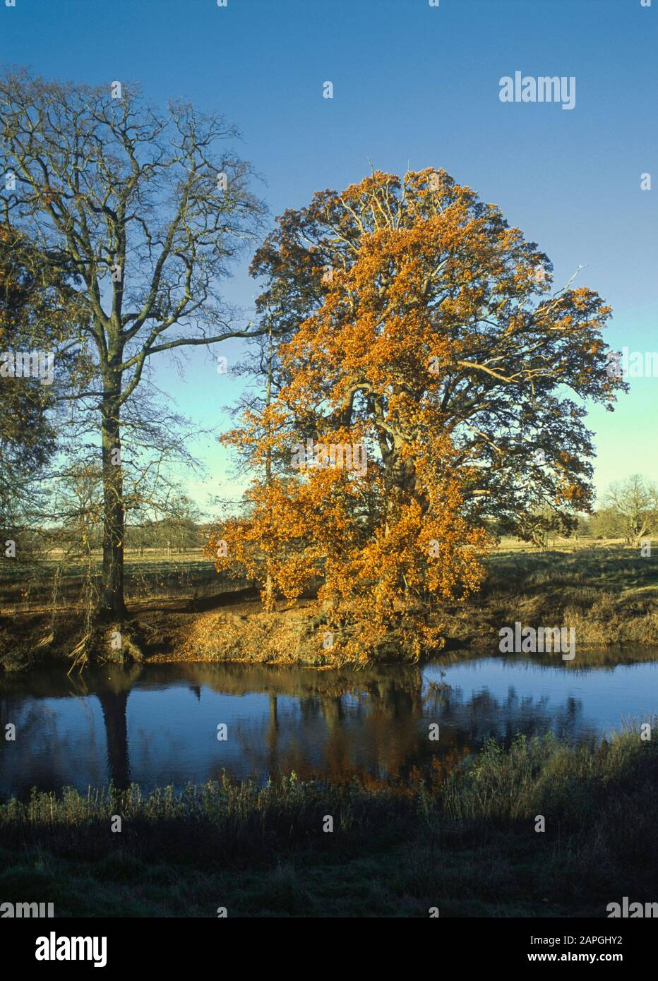 river avon warwickshire england uk Stock Photo Alamy