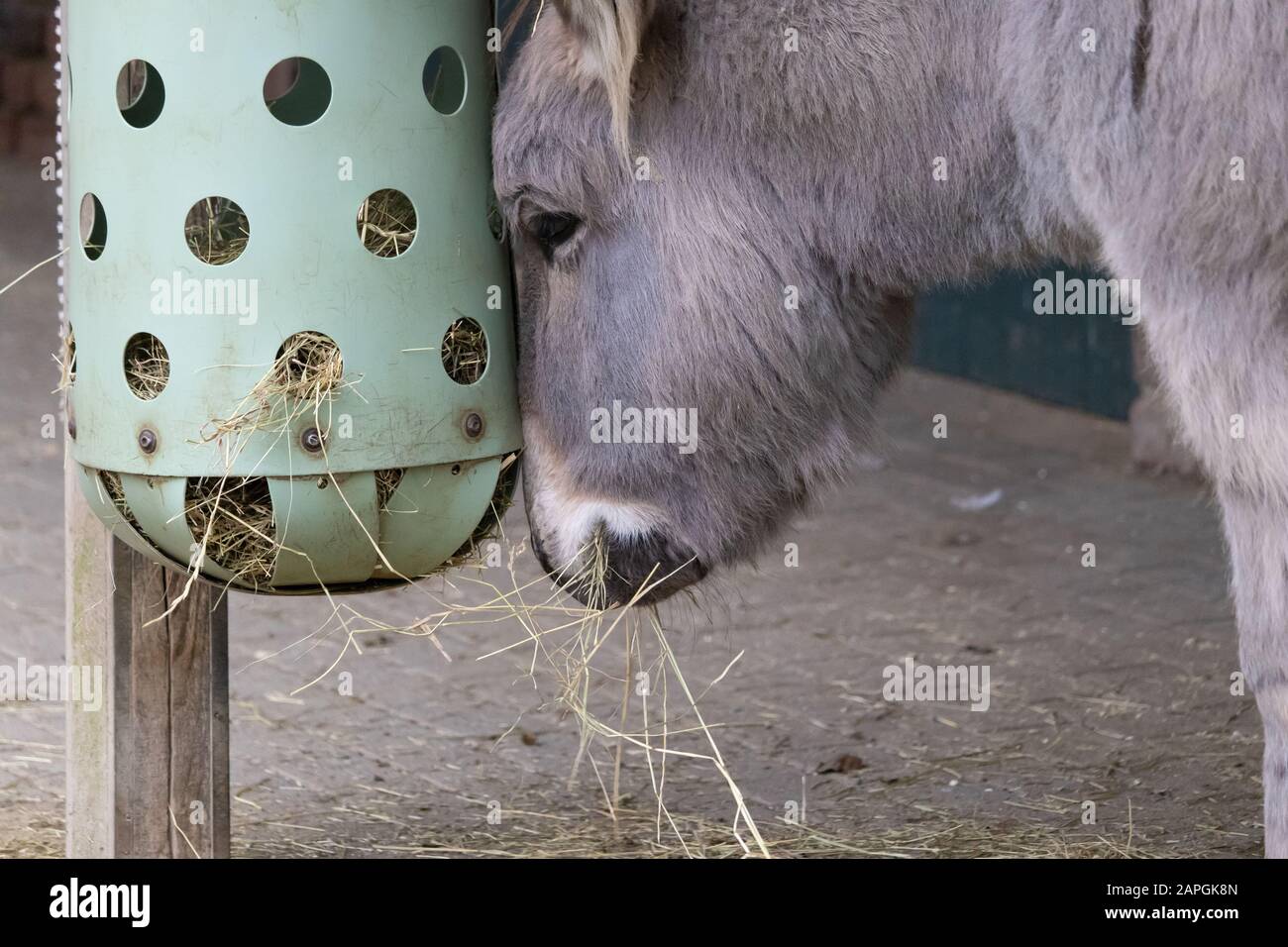 Closeup landscape shot of a gray donkey eating hay Stock Photo