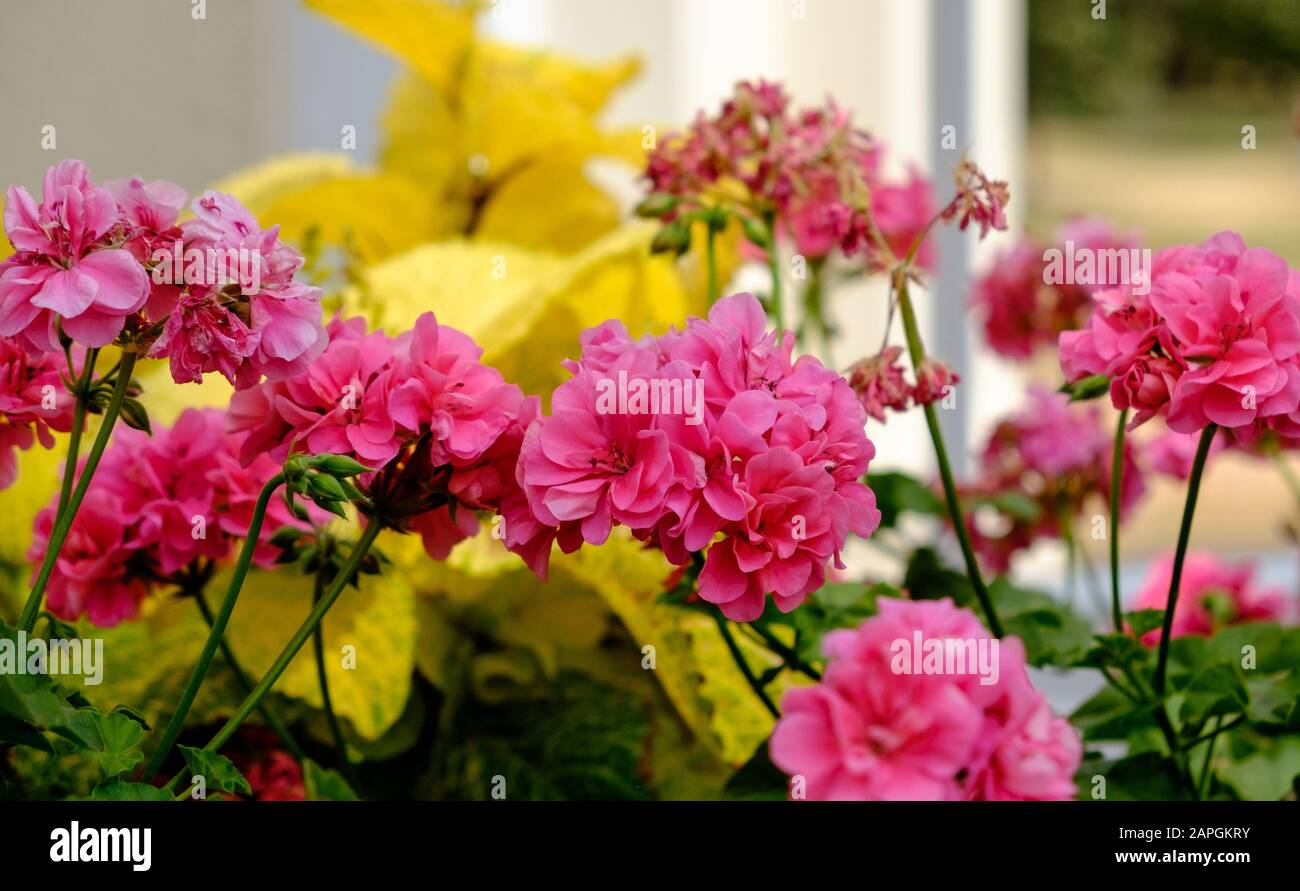 Close Up of Beautiful Pink Flowers Stock Photo
