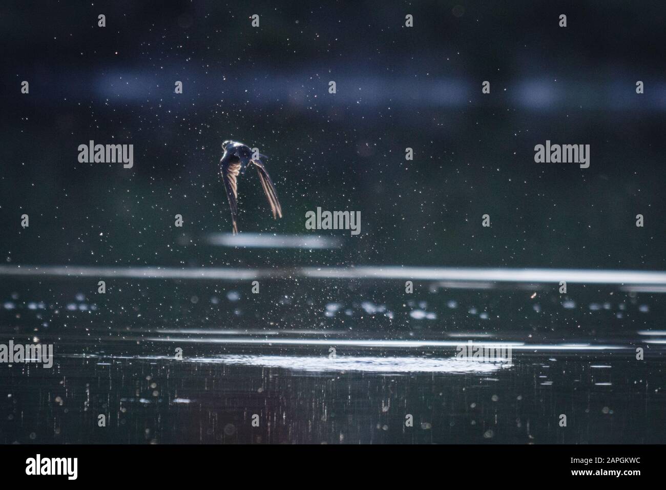 Landscape shot of a kingfisher fly above the surface of the water with