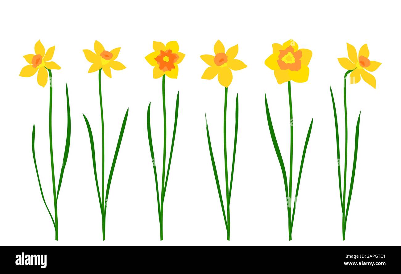 Set of narcissus isolated on white background. Vector illustration Stock Vector