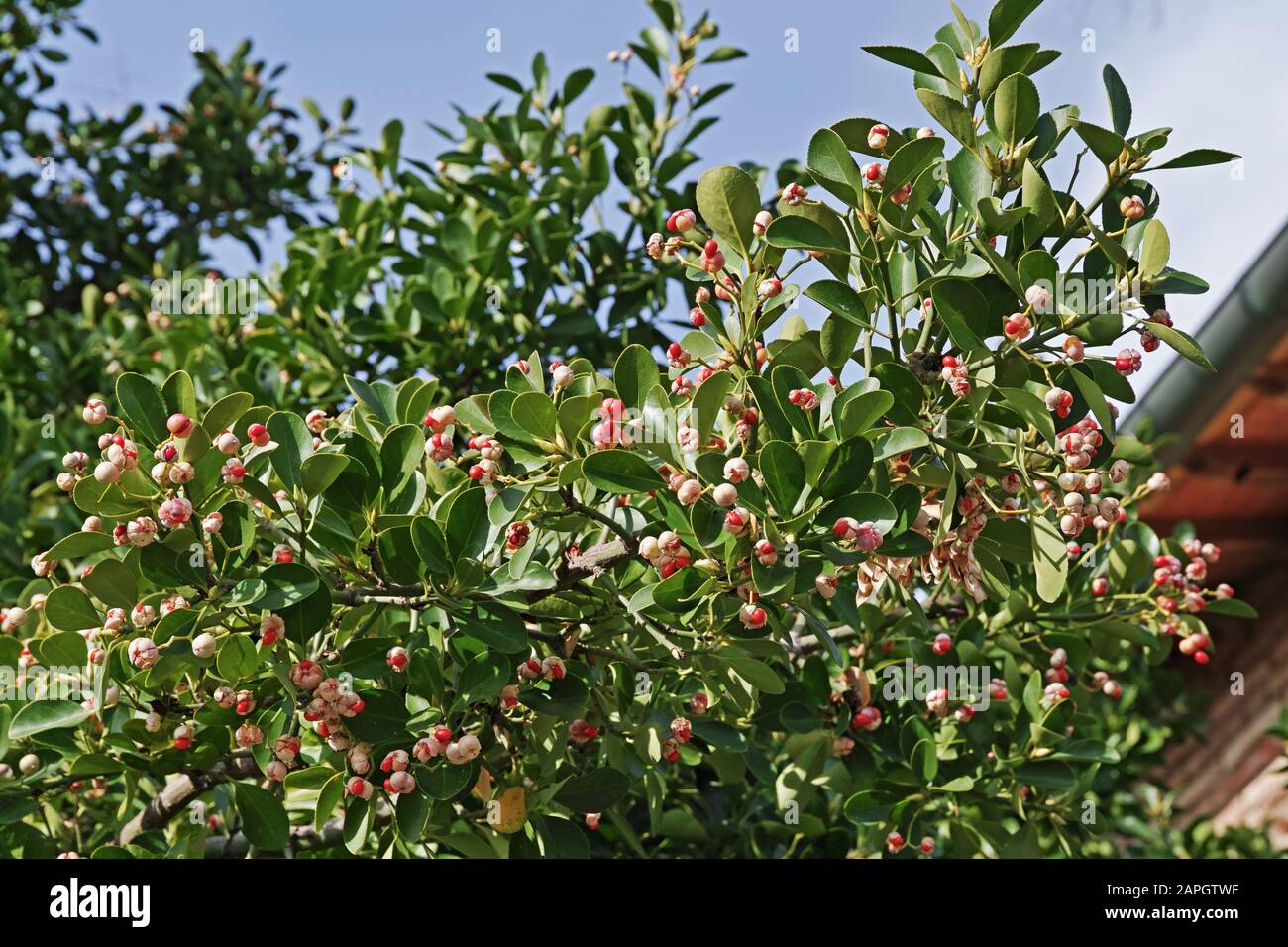 foliage and fruits with seed of evergreen spindle, Euonymus japonicus, Celastraceae Stock Photo