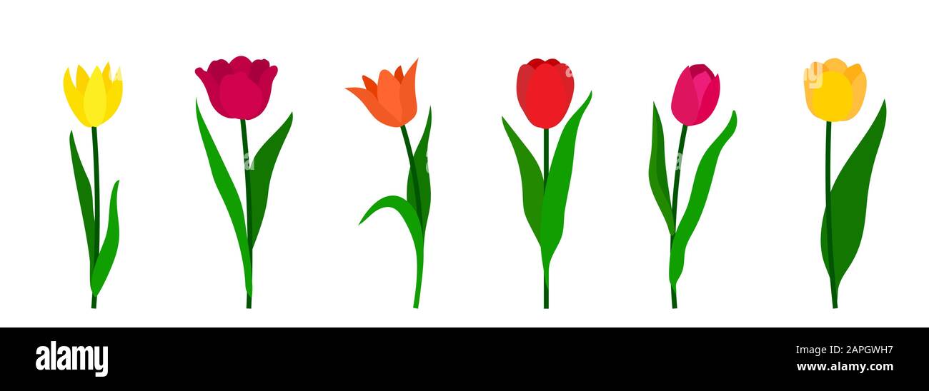 Colorful tulips set isolated on white background. Vector illustration Stock Vector