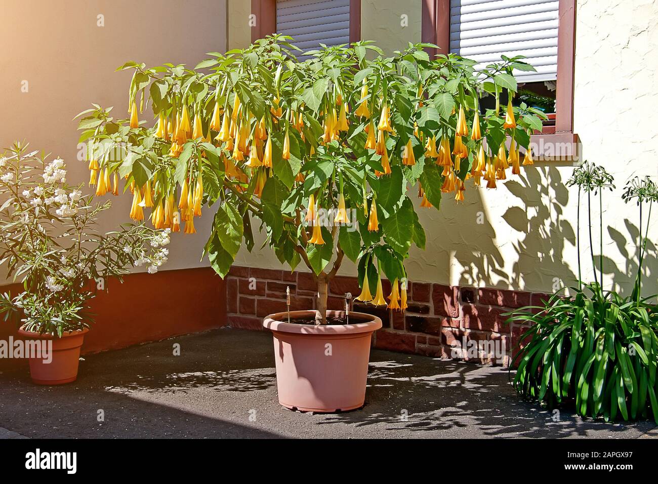 Pots with flowers outdoor under the windows Stock Photo Alamy