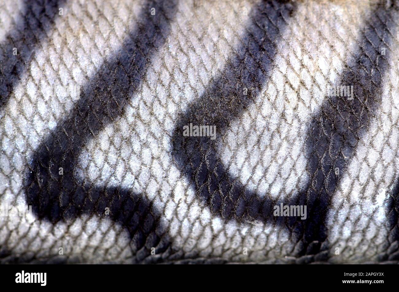 Mackerel Skin High Resolution Stock Photography and Images - Alamy
