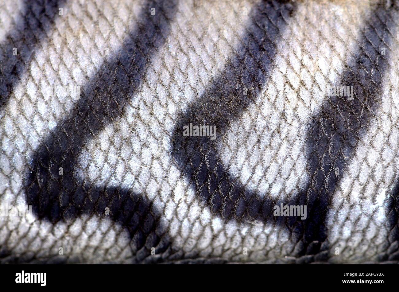 Fresh mackerel skin Stock Photo Alamy