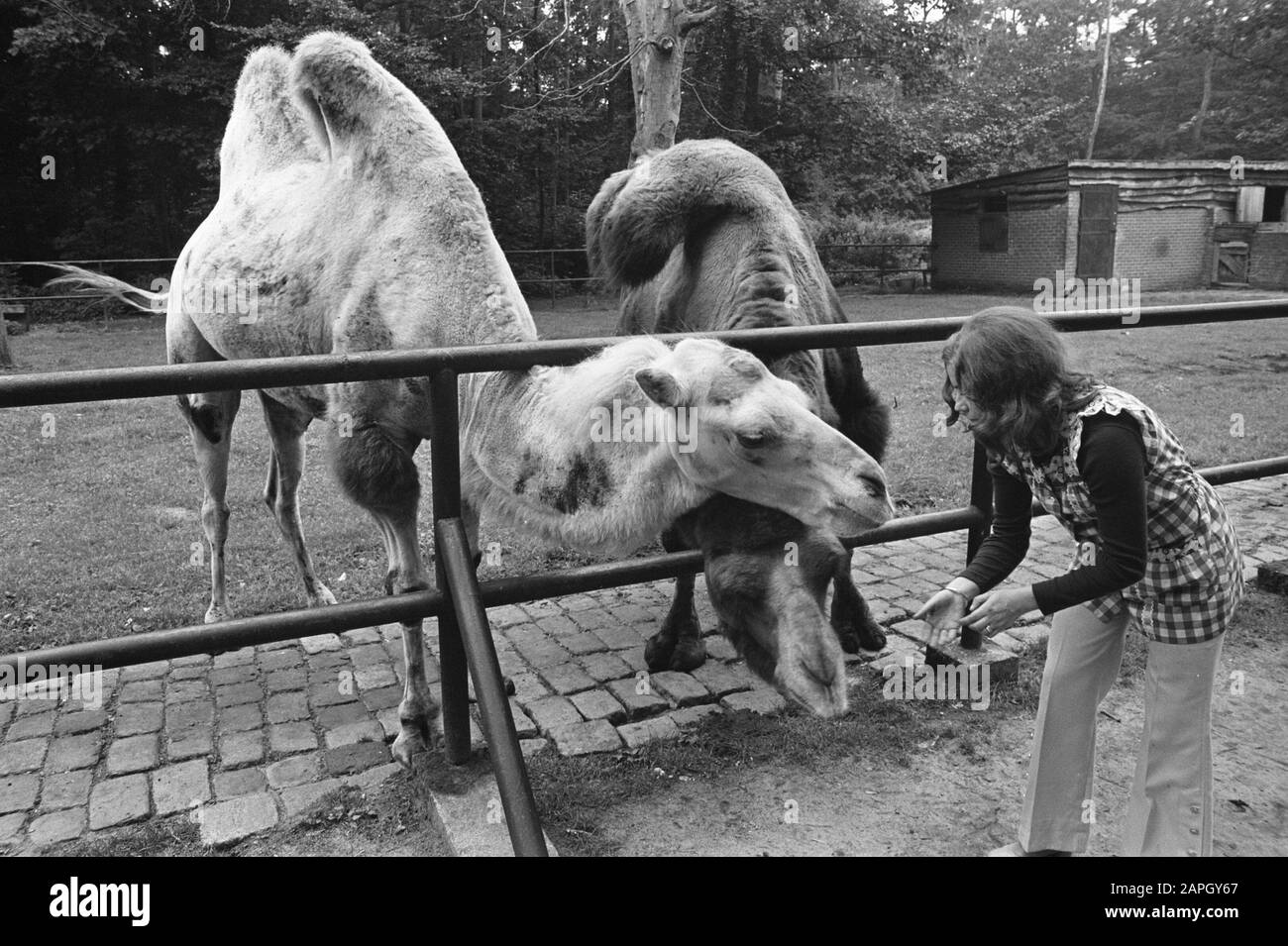 Conny Vink in Amersfoorts Dierenpark, assignment AVRO Date: August 13, 1972 Location: Amersfoort Keywords: IEERPARKS, camels Institution name: AVRO Stock Photo