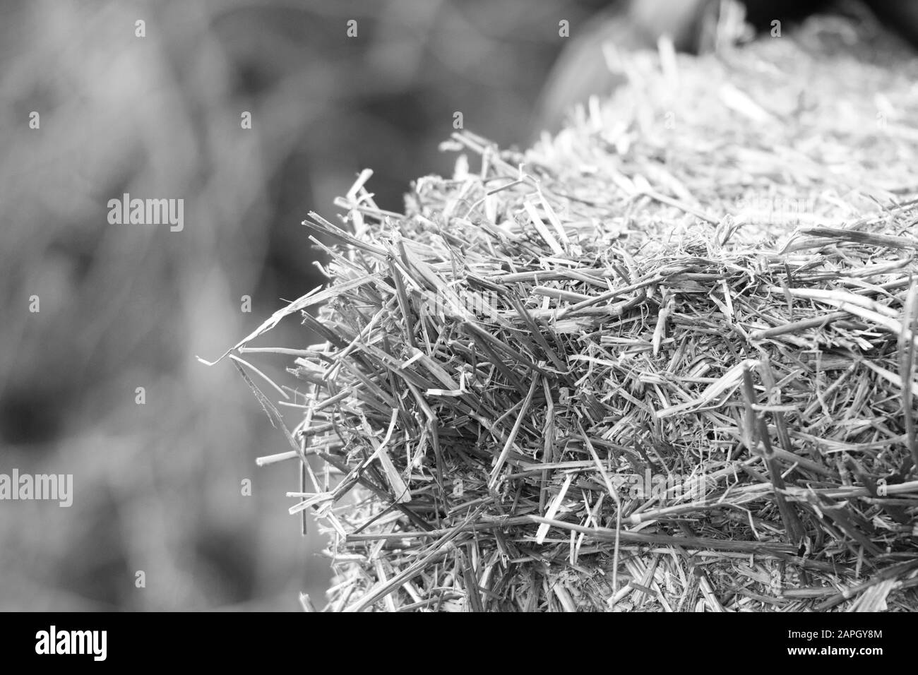 Straw flower Black and White Stock Photos & Images - Alamy