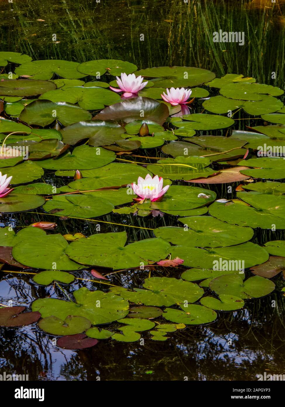 lily pond garden Stock Photo Alamy