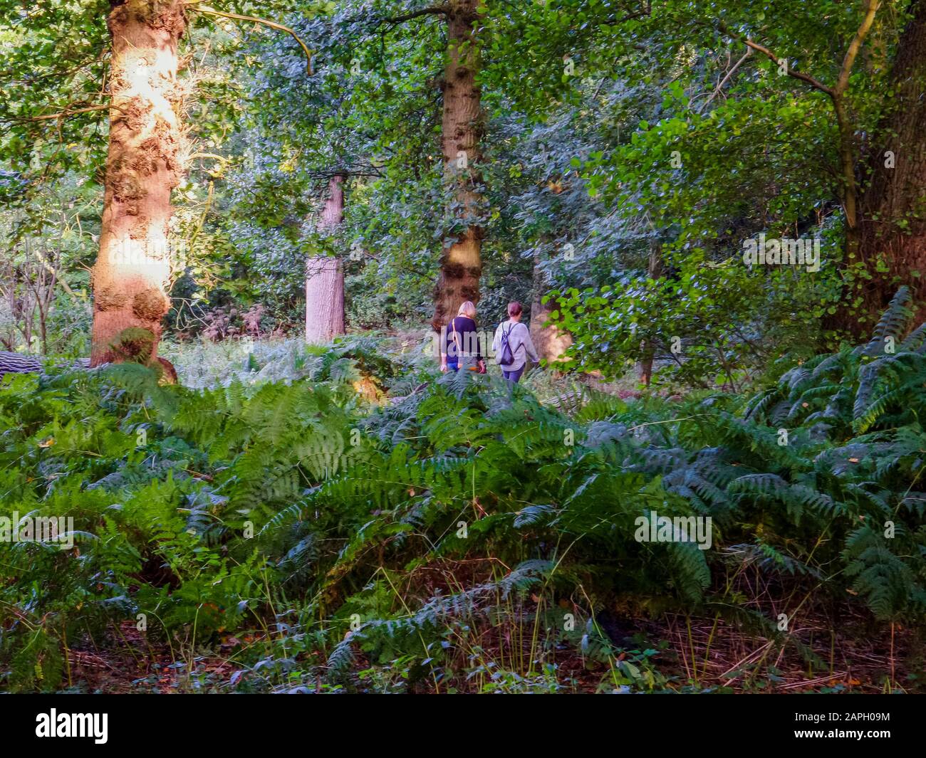 lily pond garden Stock Photo