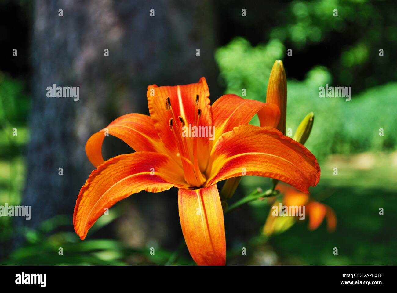 Bright orange stargazer lily blooming in a backyard garden Stock Photo