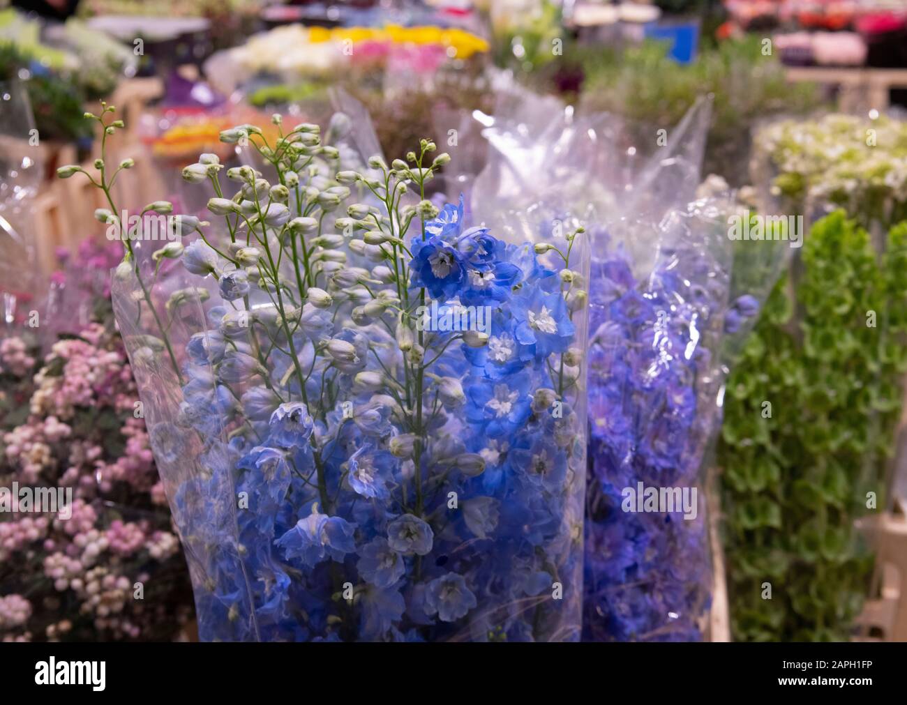 Bunches if delphiniums in the New Covent Garden Flower Market, London, UK Stock Photo