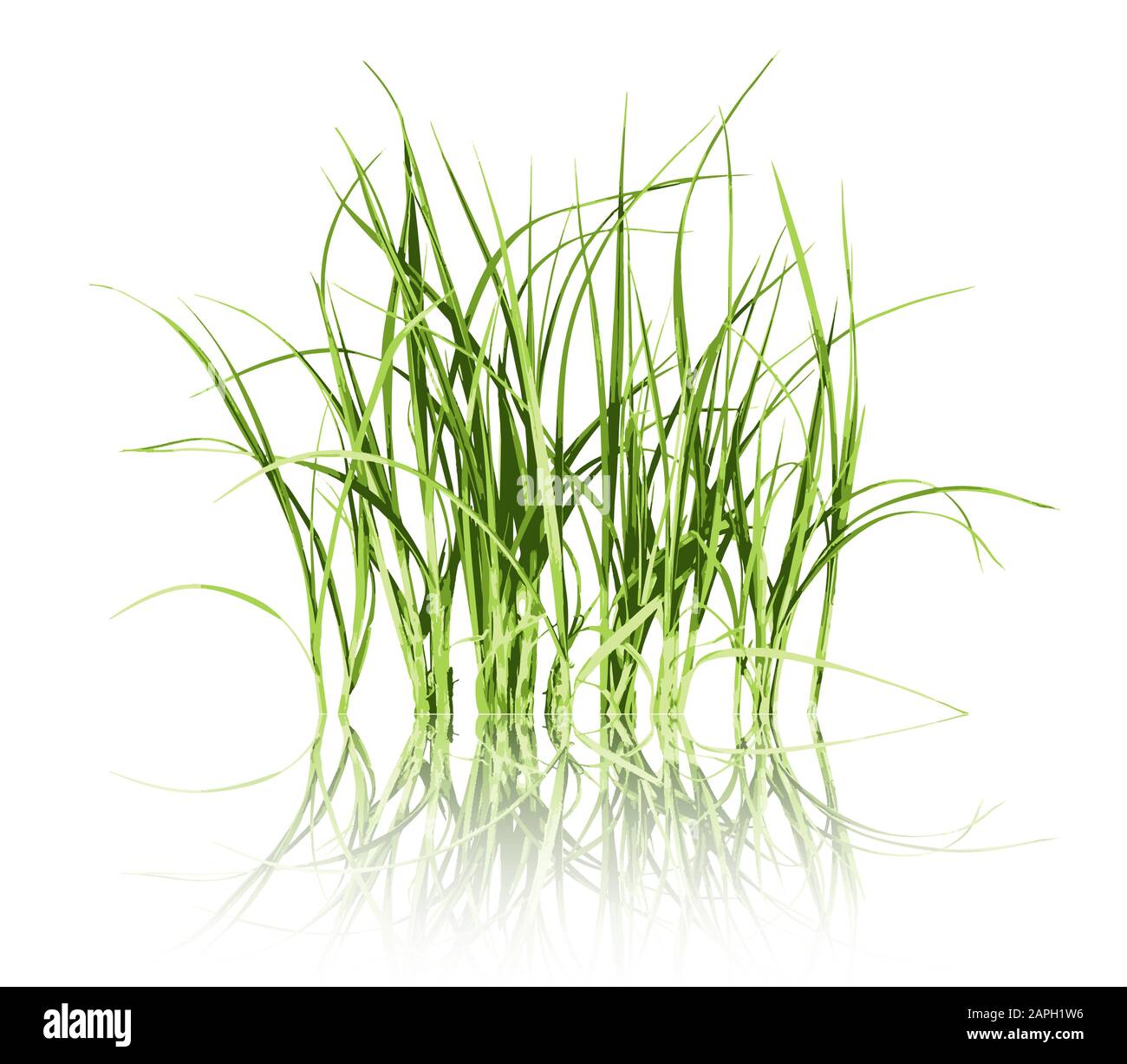 Green grass on white background vector Stock Vector Image & Art - Alamy