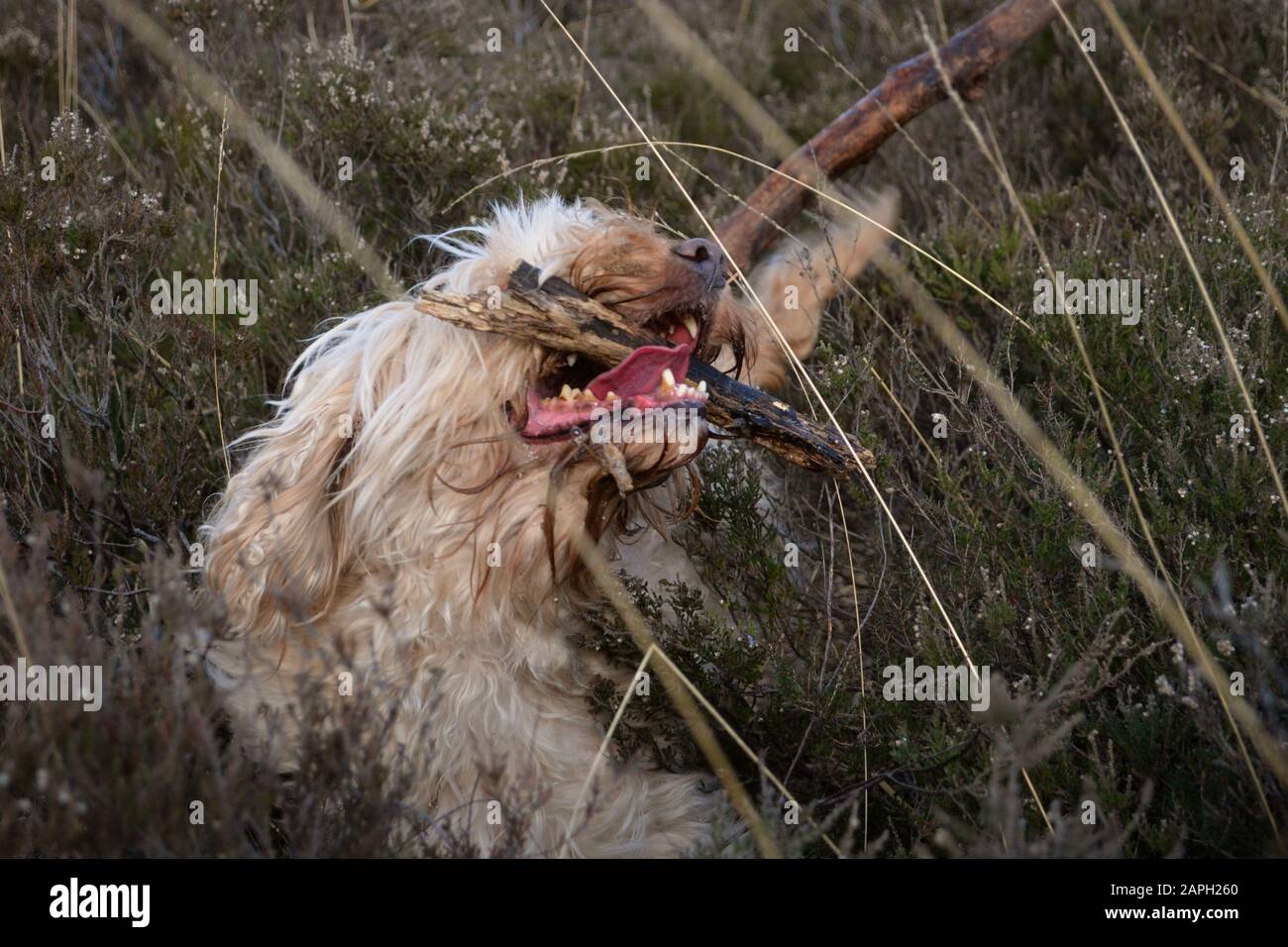 Sandy mouth hi-res stock photography and images - Alamy