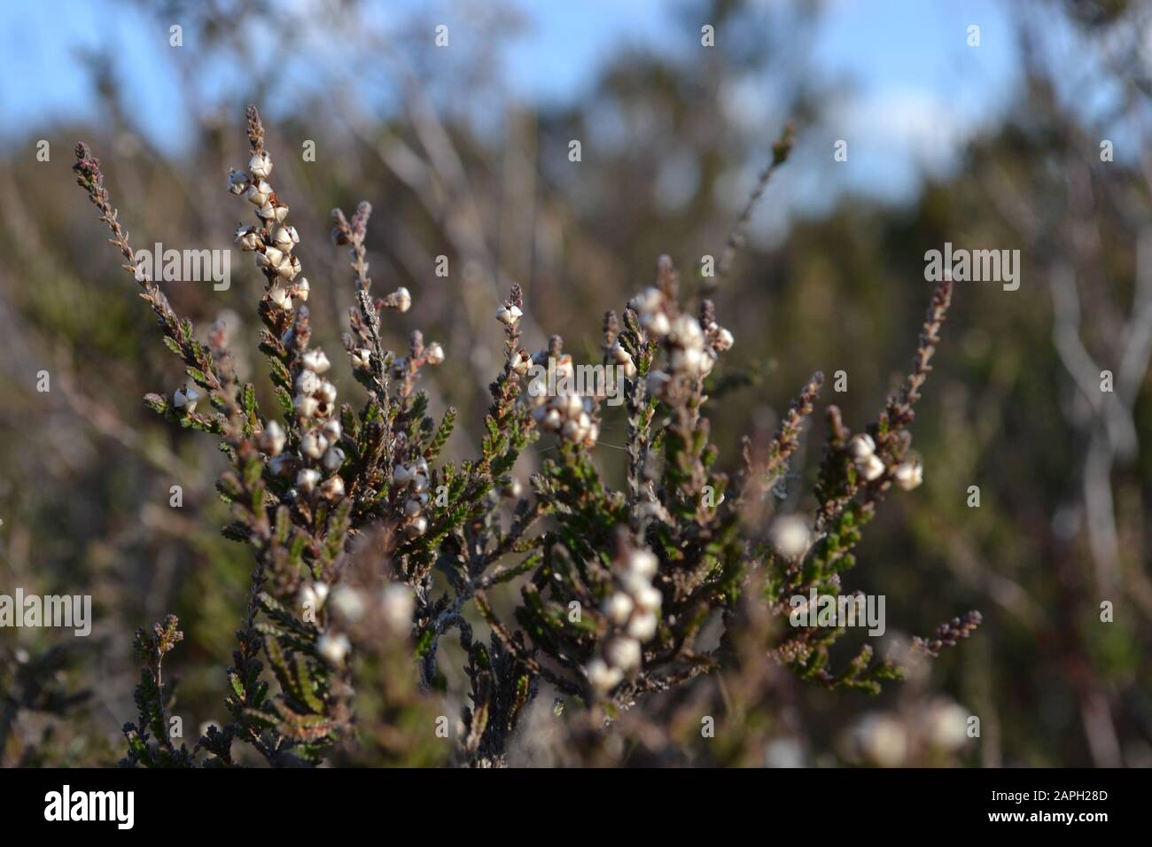 The pretty, delicate white or light pink flowers and rough green, brown and purple leaves on a sprig of heather or ling (Calluna vulgaris) growing wil Stock Photo