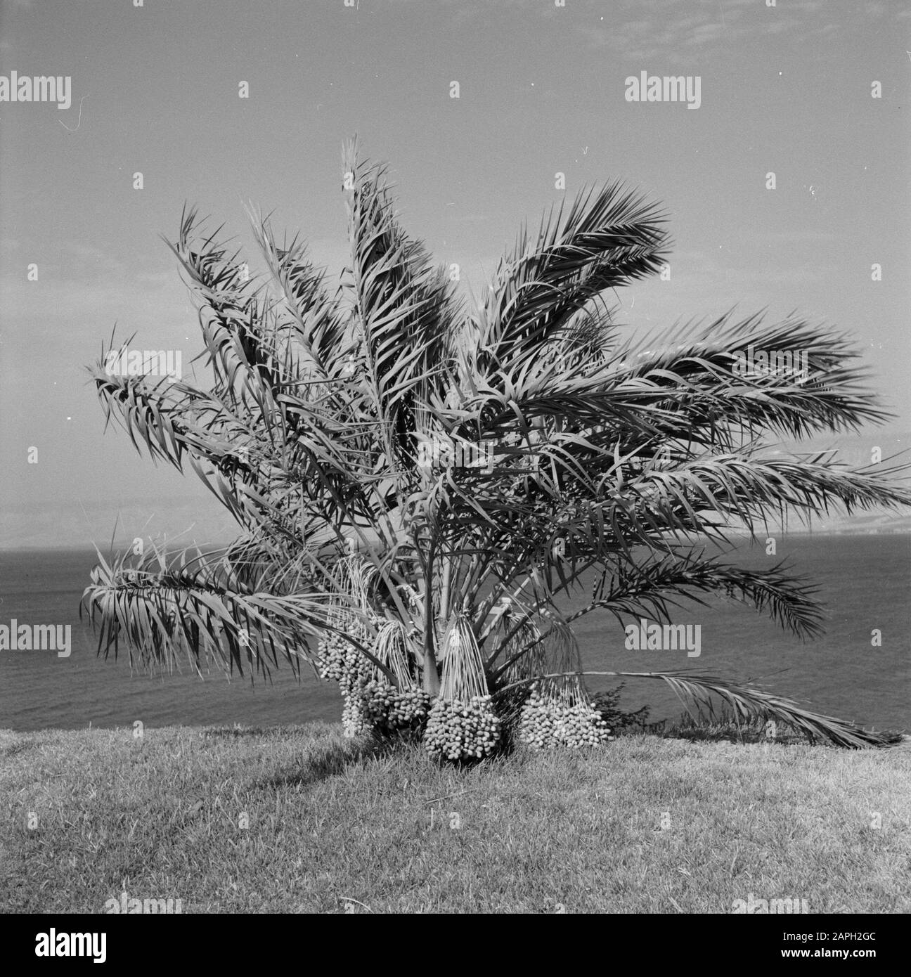 Date palm full of dates Date January 1, 1964 Location Israel Keywords