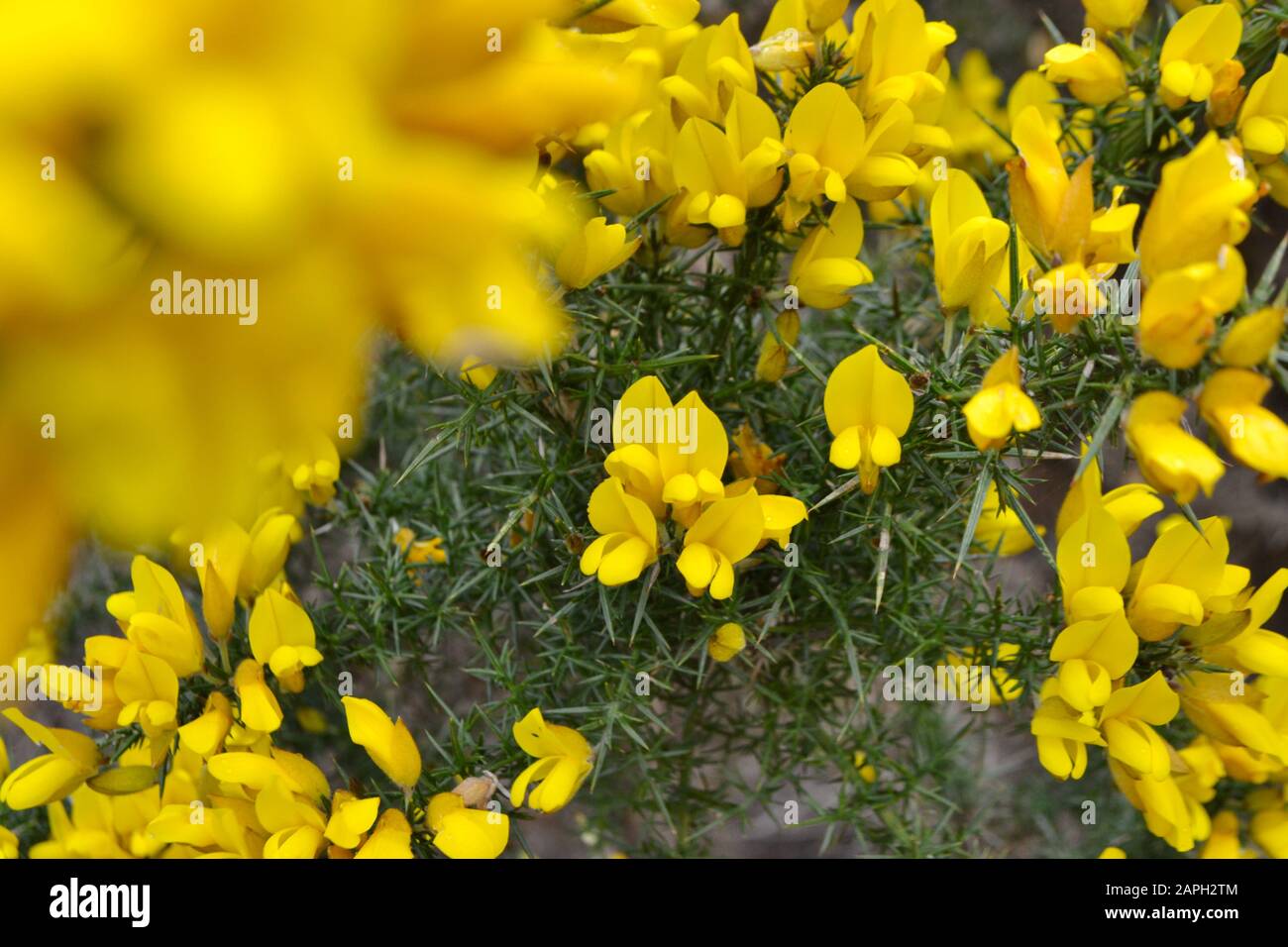 Bright yellow flowers of gorse hires stock photography and images Alamy