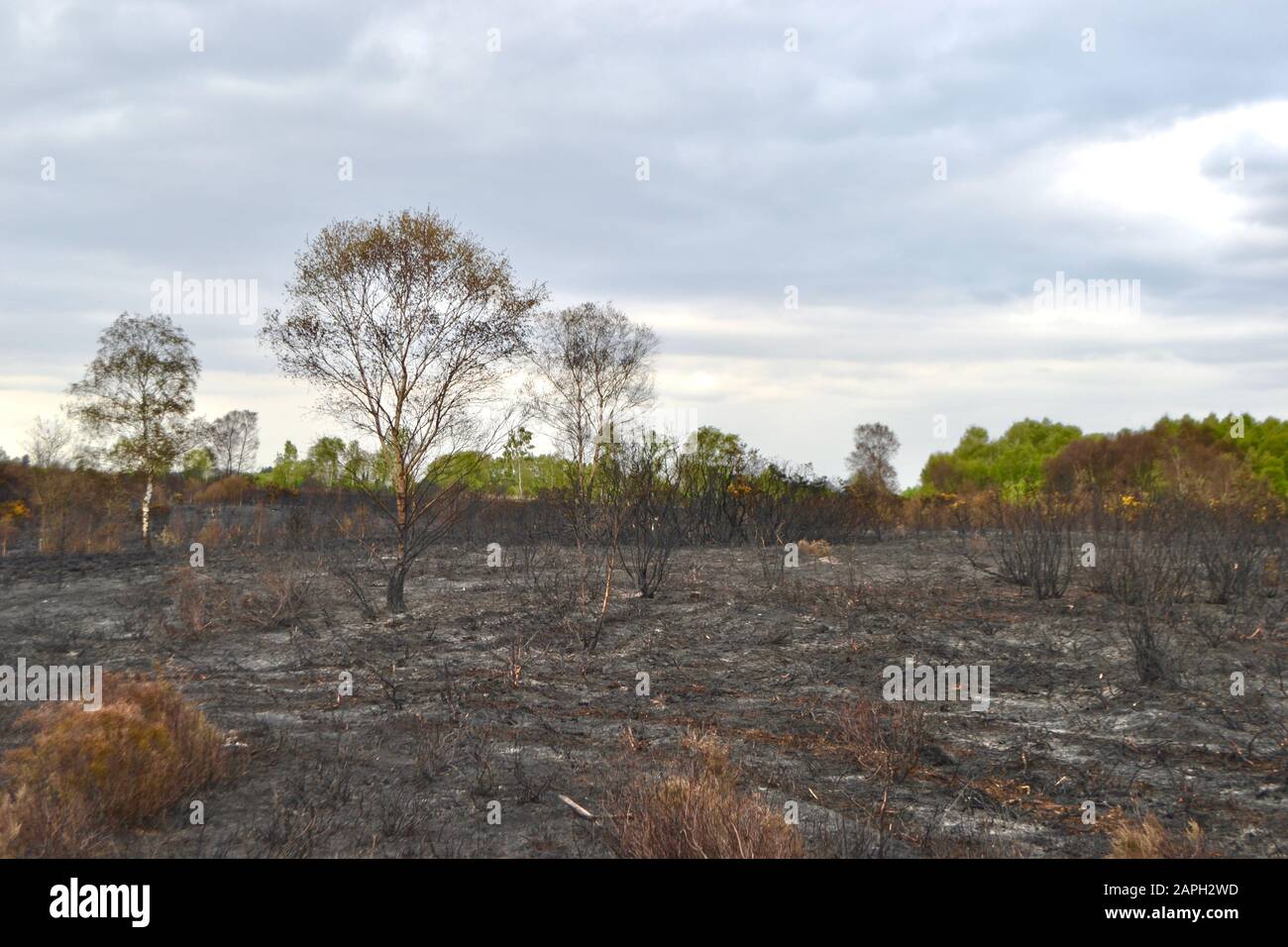 The burned, charred remains of trees, bushes and grasses in a heathland or moorland (old fashioned European forest) after a wild fire. Stock Photo