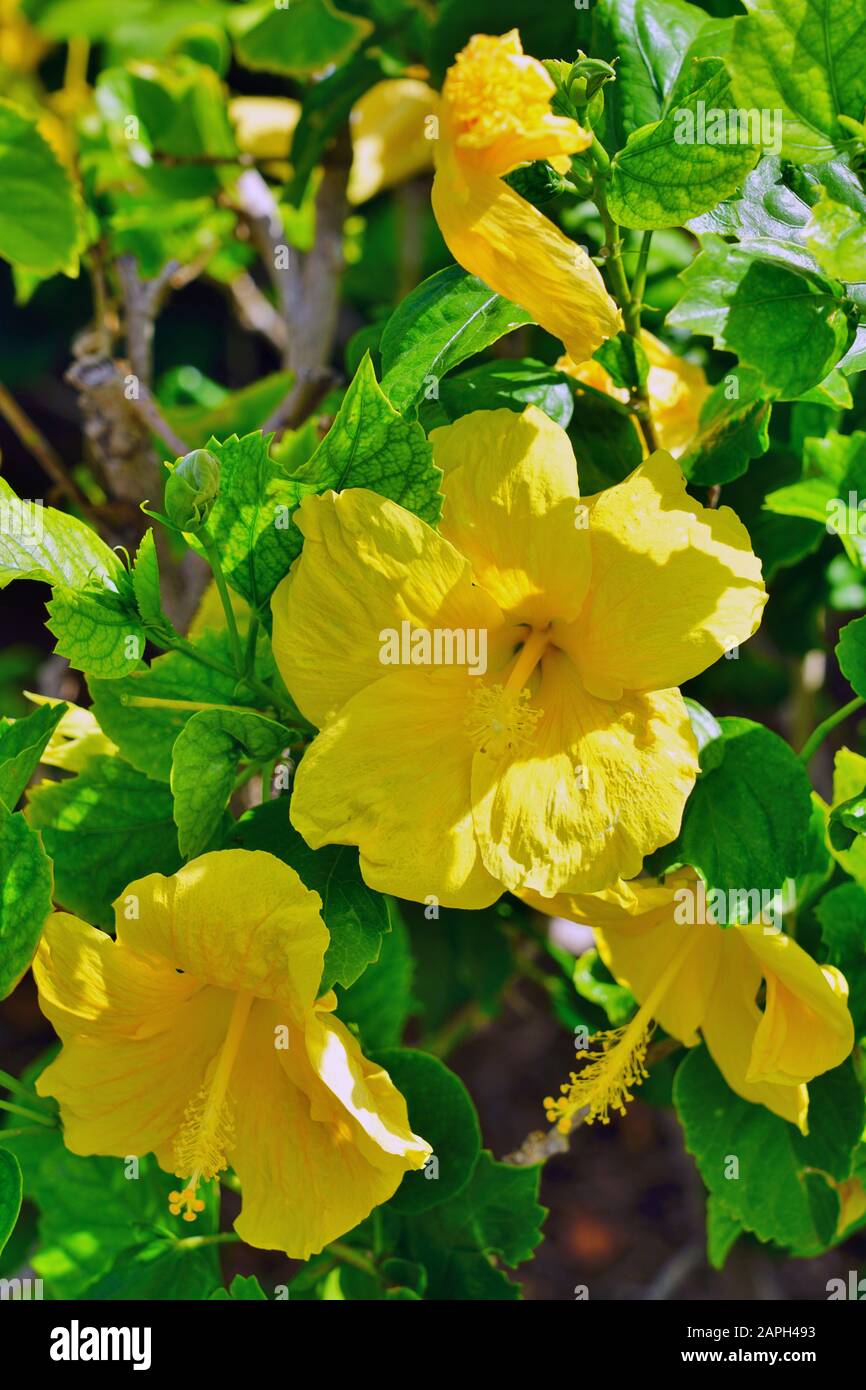 Yellow hibiscus flower in bloom Stock Photo - Alamy
