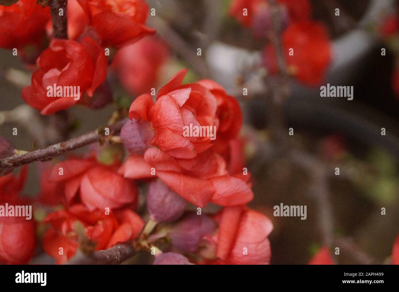 Honeybee picking Begonia flower Stock Photo Alamy