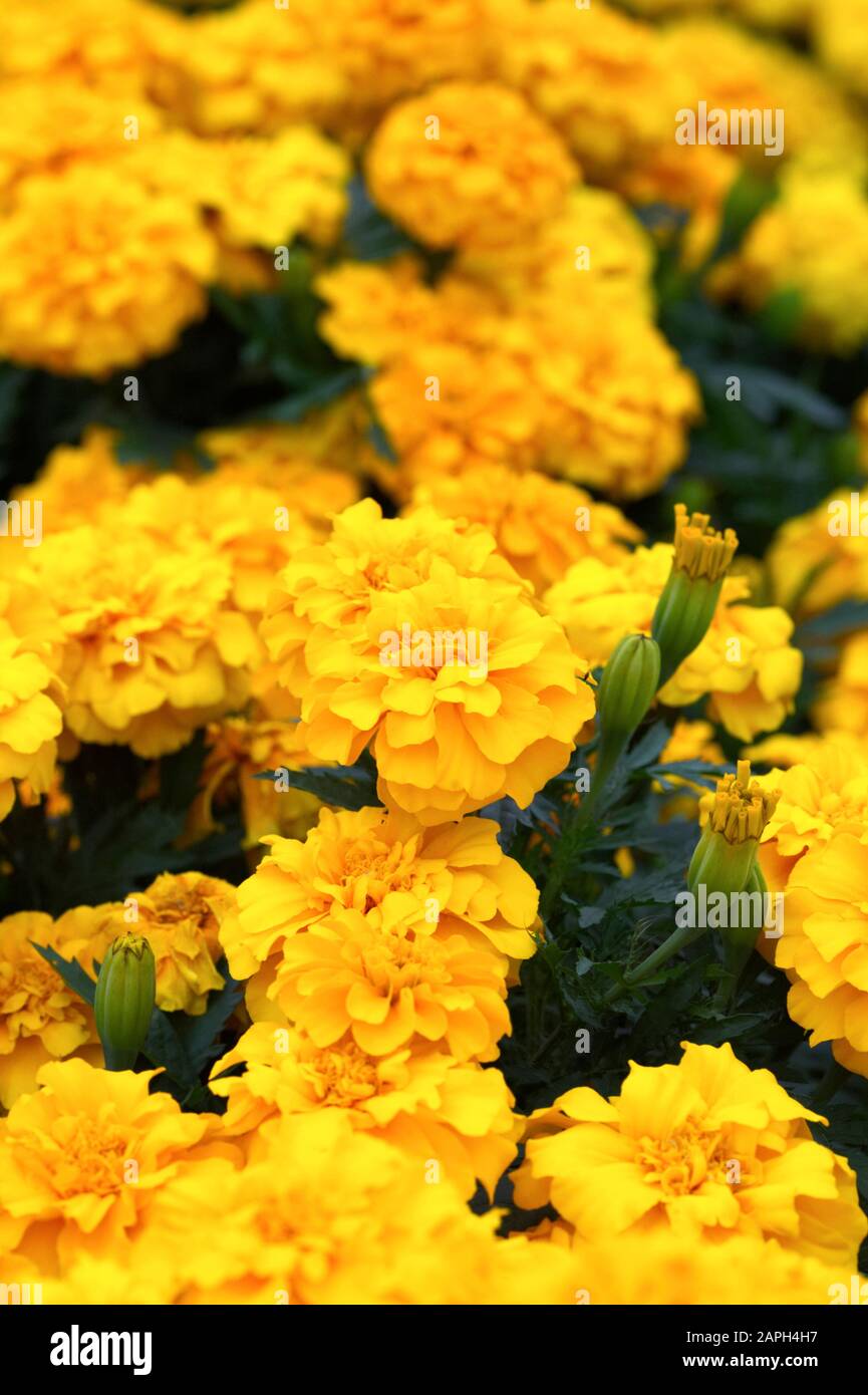 Marigold ‘Zenith Extra Gold’ flowers. Stock Photo