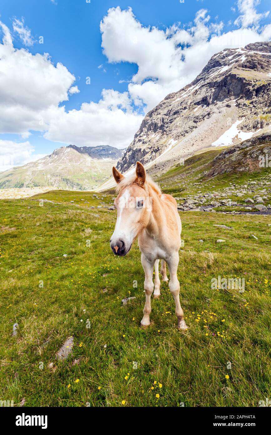 Horse grazing in high mountain hi-res stock photography and images - Alamy
