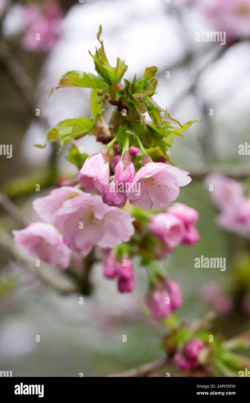 Prunus Matsumae-hayazaki blossom. Stock Photo