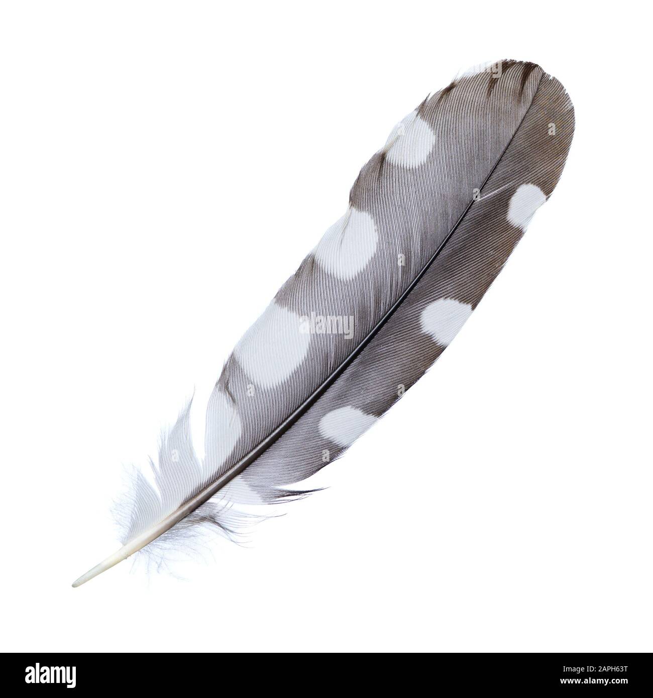 Black feather with white dots hires stock photography and images Alamy