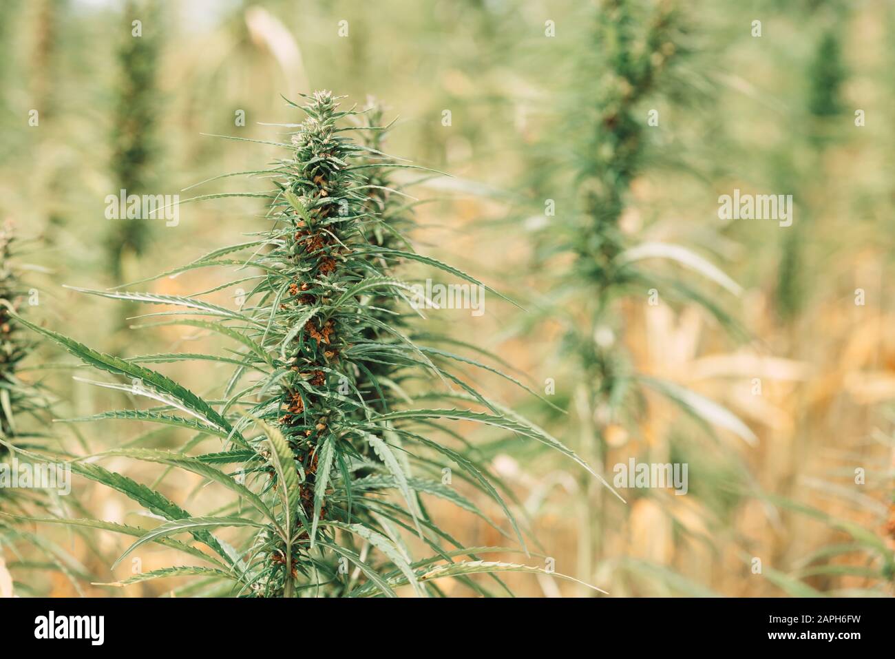 Hemp plant with seeds for oil on field Stock Photo