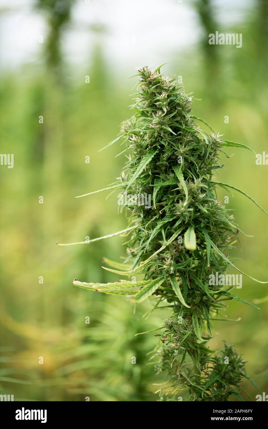 Hemp cannabis plant on field Stock Photo