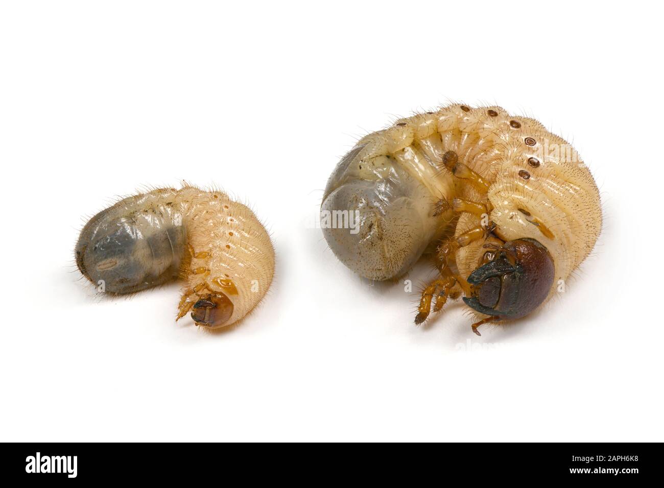 Larva of two beetles, rhinoceros beetle (Oryctes nasicornis) and may-bug (Melolontha)  isolated on a white background. High resolution photo. Full dep Stock Photo