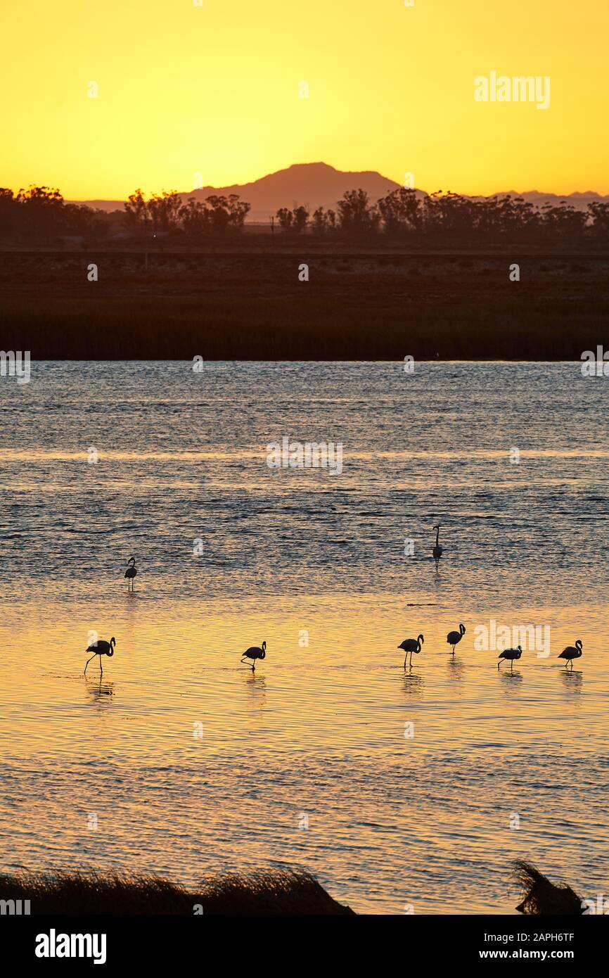 Lesser flamingos feeding on Wetland in Velddrif Stock Photo Biology Diagrams