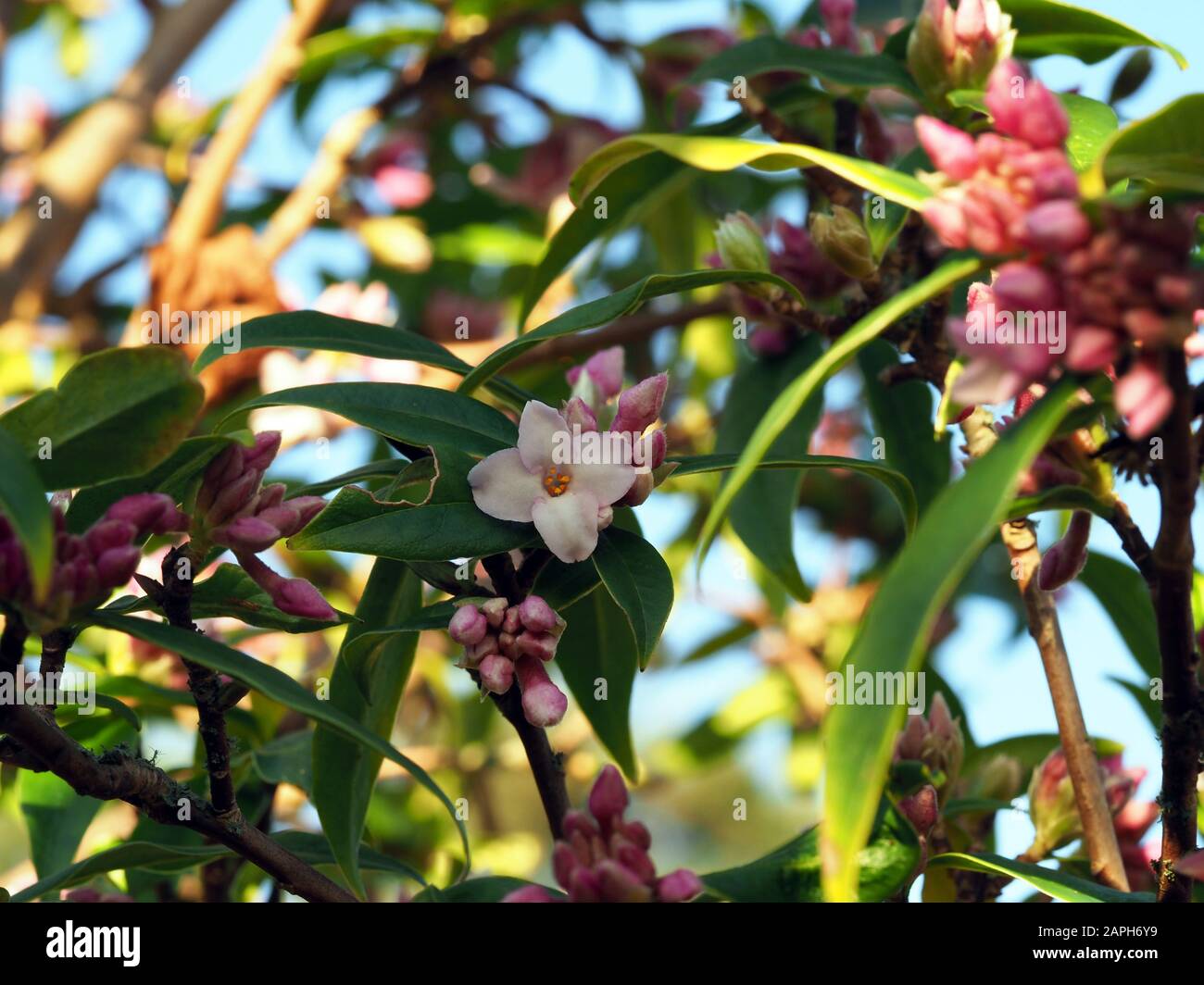 Single open pink flower, pink buds and green leaves on winter daphne bush, Daphne odora Stock Photo