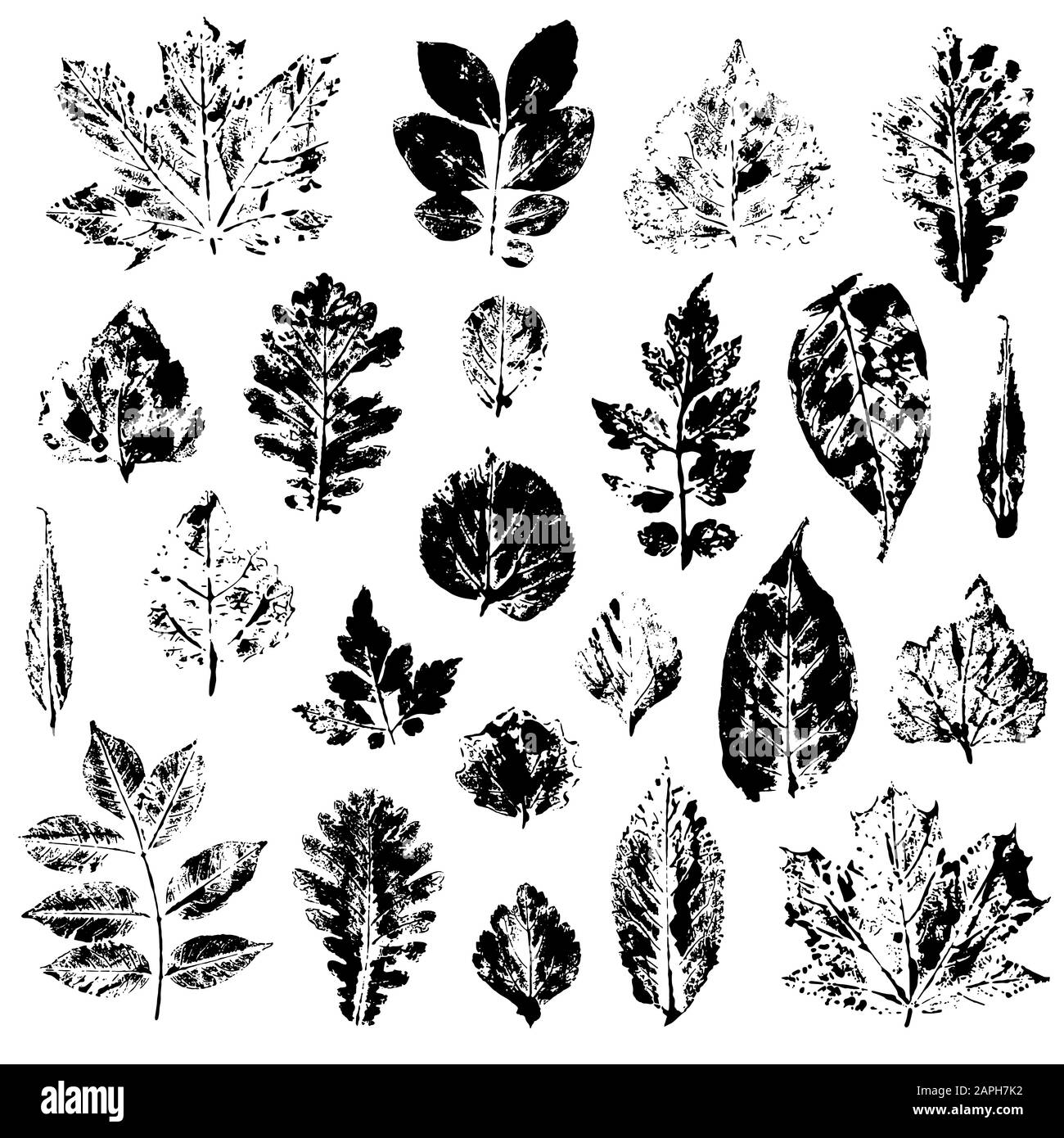 Leaves imprints set isolated on white background vector Stock Vector