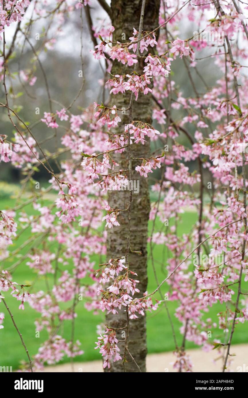 Prunus pendula 'Pendula Rosea' blossom. Drooping Rosebud Cherry. Stock Photo
