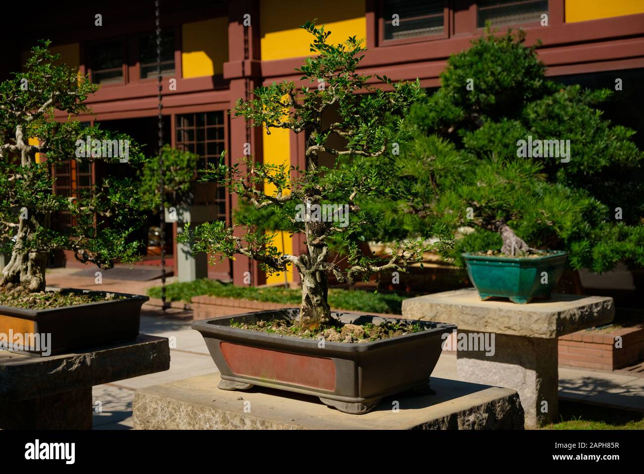 bonsai trees in chinese garden , bonsai tree nursery - Stock Photo